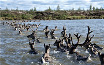 Биоиндикаторы Арктики: нефтяники помогают красноярским ученым сохранить популяцию дикого оленя