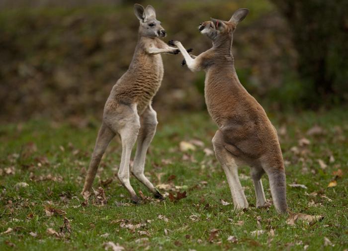 В Австралии кенгуру напало на домашнюю собаку