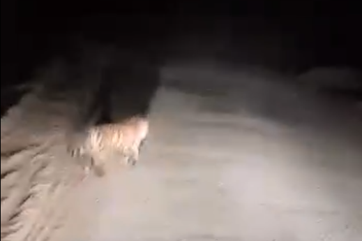 Тигр выскочил на дорогу в Ленинском районе ЕАО